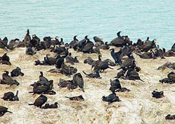 Qinghai Lake and Bird Island: 
Qinghai - Xining; 
Travel in Xining, Qinghai 