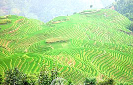 Longsheng City: 
Guangxi - Longsheng; 
Profile in Longsheng, Guangxi 